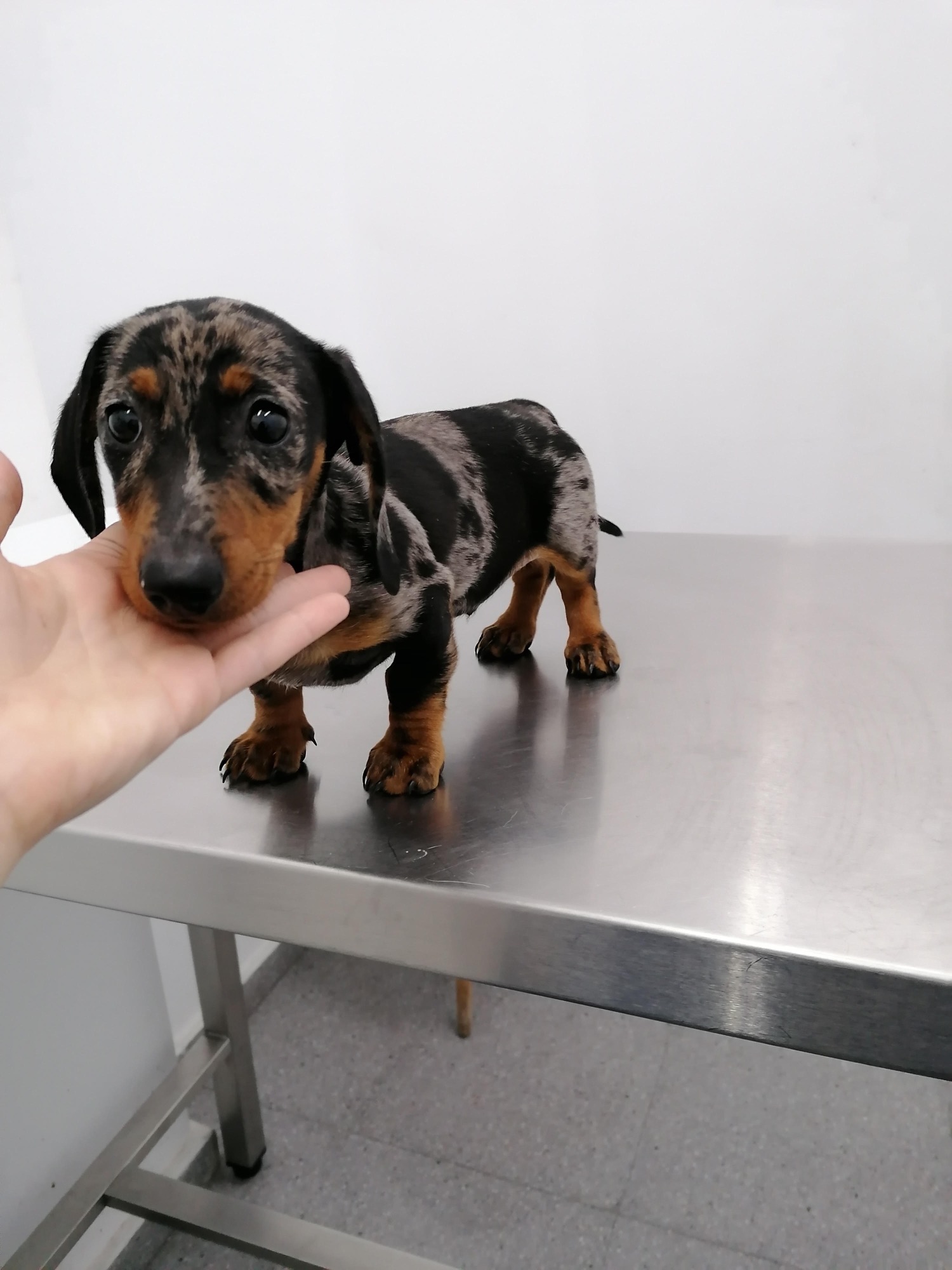 Cachorro teckel Perro salchicha cachorro negro y marrón en una mesa, con una mano sosteniéndolo.