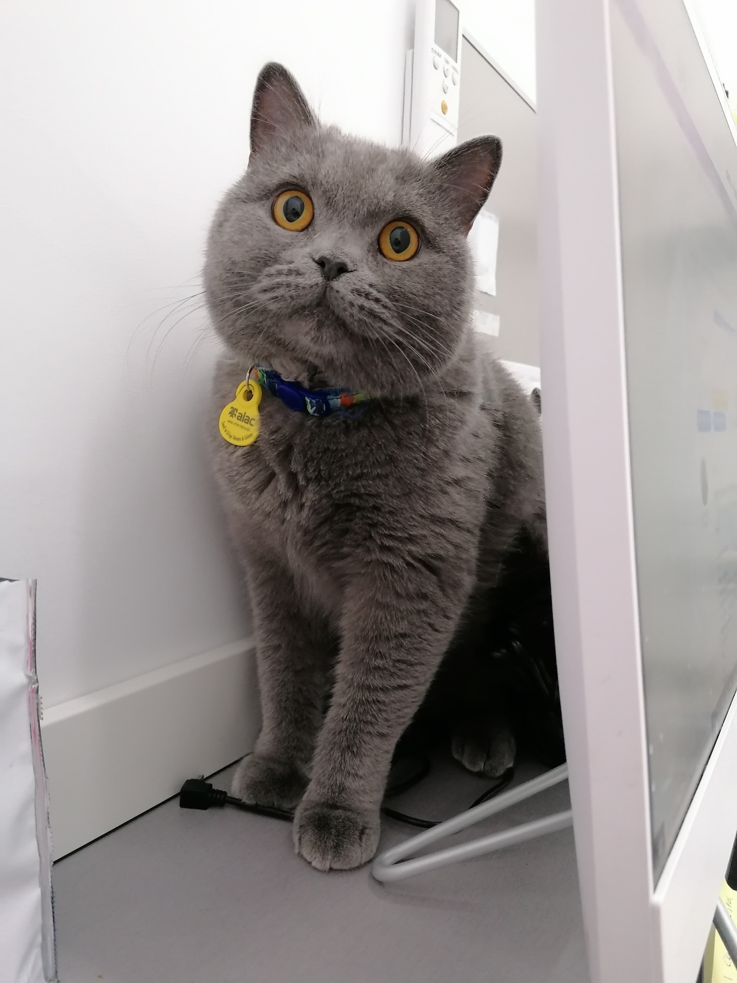 Gato British Shorthair Gato gris de pelaje espeso con ojos amarillos, sentado junto a una pared.