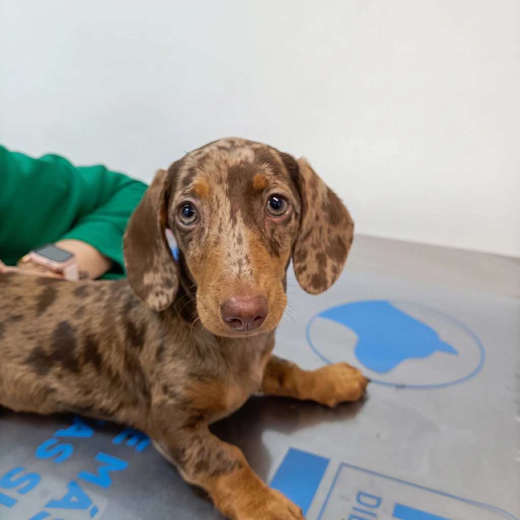 Cachorro de teckel en la consulta de Lovet
