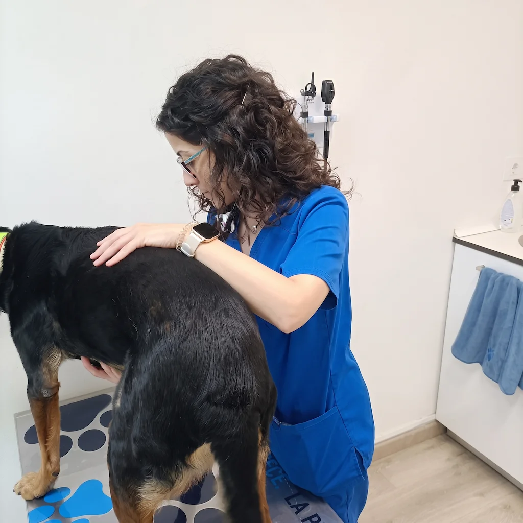 Veterinaria explorando a un perro en la consulta de Lovet