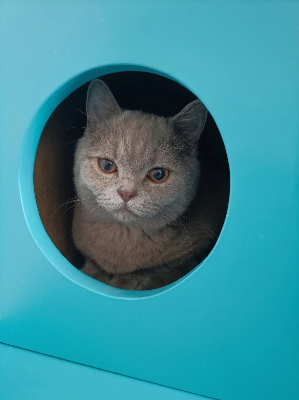 Gato descansando en la zona de hospitalización felina