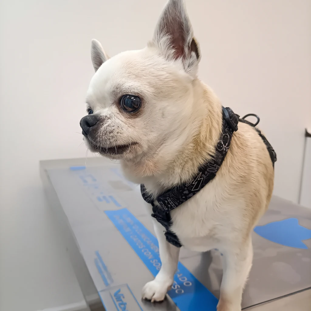Perro sobre la báscula en la consulta de Lovet